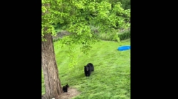 Woman Buys a Kids’ Pool and Leaves It in Her Garden—Then the Bears Appear