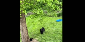 Woman Buys a Kids’ Pool and Leaves It in Her Garden—Then the Bears Appear