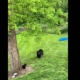 Woman Buys a Kids’ Pool and Leaves It in Her Garden—Then the Bears Appear