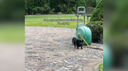 Owner Cries As Senior Dachshund Sticks to Her ‘Little Path’ in Yard