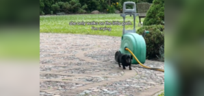 Owner Cries As Senior Dachshund Sticks to Her ‘Little Path’ in Yard