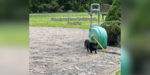 Owner Cries As Senior Dachshund Sticks to Her ‘Little Path’ in Yard