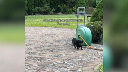 Owner Cries As Senior Dachshund Sticks to Her ‘Little Path’ in Yard