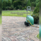 Owner Cries As Senior Dachshund Sticks to Her ‘Little Path’ in Yard