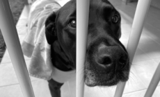 Shelter’s ‘Most Frightened’ Dog Couldn’t Cope—Then Someone Saw Her