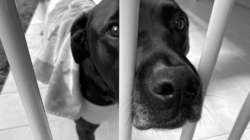Shelter’s ‘Most Frightened’ Dog Couldn’t Cope—Then Someone Saw Her