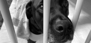 Shelter’s ‘Most Frightened’ Dog Couldn’t Cope—Then Someone Saw Her