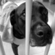 Shelter’s ‘Most Frightened’ Dog Couldn’t Cope—Then Someone Saw Her