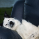Hysterics at Dog’s Response to Name Being Called From Over Chair: ‘Present’