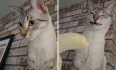 Cat Who Loves Fruit Is Shown a Banana—His Reaction Says It All