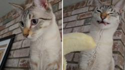 Cat Who Loves Fruit Is Shown a Banana—His Reaction Says It All