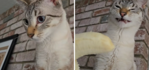 Cat Who Loves Fruit Is Shown a Banana—His Reaction Says It All
