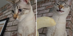 Cat Who Loves Fruit Is Shown a Banana—His Reaction Says It All