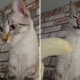 Cat Who Loves Fruit Is Shown a Banana—His Reaction Says It All