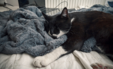 Rescue Cat Enjoys First Night Sleep in Cozy Blanket: ‘The Best’