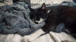 Rescue Cat Enjoys First Night Sleep in Cozy Blanket: ‘The Best’