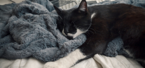 Rescue Cat Enjoys First Night Sleep in Cozy Blanket: ‘The Best’