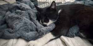 Rescue Cat Enjoys First Night Sleep in Cozy Blanket: ‘The Best’