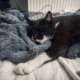 Rescue Cat Enjoys First Night Sleep in Cozy Blanket: ‘The Best’