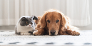 Golden Retriever Puppy Wants To Look at Cat Sibling but There’s a Problem