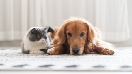 Golden Retriever Puppy Wants To Look at Cat Sibling but There’s a Problem