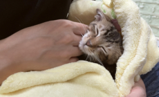 Rescue Cat Takes Being Clingy to the Next Level in Viral Clip