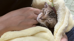 Rescue Cat Takes Being Clingy to the Next Level in Viral Clip