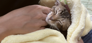 Rescue Cat Takes Being Clingy to the Next Level in Viral Clip