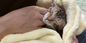 Rescue Cat Takes Being Clingy to the Next Level in Viral Clip