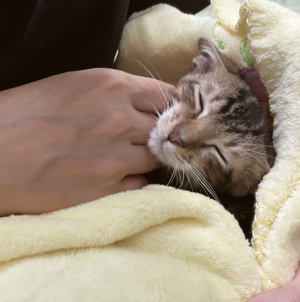 Rescue Cat Takes Being Clingy to the Next Level in Viral Clip