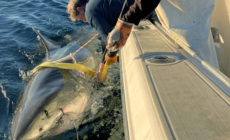 Biggest Great White Shark Ever Tracked in Atlantic Zigzags Off US Coast