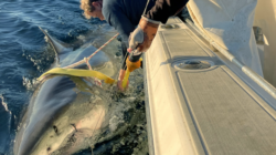 Biggest Great White Shark Ever Tracked in Atlantic Zigzags Off US Coast