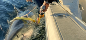 Biggest Great White Shark Ever Tracked in Atlantic Zigzags Off US Coast