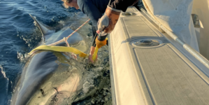 Biggest Great White Shark Ever Tracked in Atlantic Zigzags Off US Coast