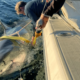 Biggest Great White Shark Ever Tracked in Atlantic Zigzags Off US Coast