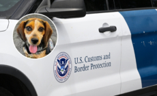 Man Deported After Kicking Customs Dog into the Air