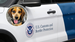 Man Deported After Kicking Customs Dog into the Air