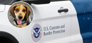 Man Deported After Kicking Customs Dog into the Air