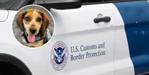 Man Deported After Kicking Customs Dog into the Air