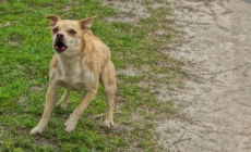 Reason Small ‘Evil’ Dog Chases Van Delights Internet