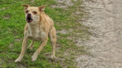 Reason Small ‘Evil’ Dog Chases Van Delights Internet