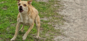 Reason Small ‘Evil’ Dog Chases Van Delights Internet