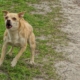 Reason Small ‘Evil’ Dog Chases Van Delights Internet