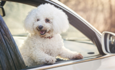 Woman Starts Filming ‘Beautiful’ Dog in Car—Then Comes an Adorable Twist