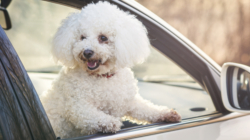 Woman Starts Filming ‘Beautiful’ Dog in Car—Then Comes an Adorable Twist
