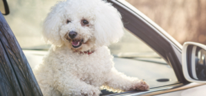 Woman Starts Filming ‘Beautiful’ Dog in Car—Then Comes an Adorable Twist