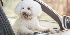 Woman Starts Filming ‘Beautiful’ Dog in Car—Then Comes an Adorable Twist