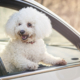 Woman Starts Filming ‘Beautiful’ Dog in Car—Then Comes an Adorable Twist