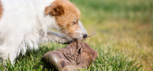 Carpenter Takes Shoes Off, Customer’s Dog Takes His Chance: ‘Mocking You’