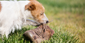 Carpenter Takes Shoes Off, Customer’s Dog Takes His Chance: ‘Mocking You’